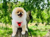 5 aylık eğitimli dişi pomeranian boo