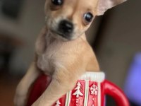 TEACUP DİŞİ CHİHUAHUA