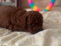 Show kalite poodle yavrular