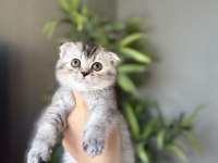 SCOTTISH FOLD IRK GARANTİLİ YAVRULARIM 