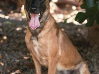 Belgian Malinois, dişi 22 aylık