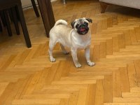 PUG YAVRULARIMIZ