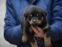 Şecereli şampiyon rottweiler yavrular