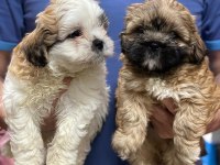 Shih Tzu yavrularımız ömürlük yuvalarına hazır 