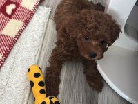 Sevgi ile bakılan toy ve teacup poodle yavrularımız