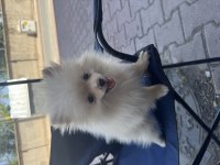 POMERANİAN BOO DİŞİ KÖPEĞİMİZ