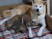 Japon Akita İnu Yavrular