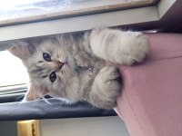 Gri british longhair (çok yaramaz)