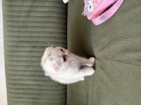 2,5. aylık scottish fold