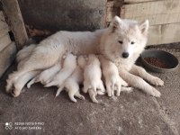 KAR BEYAZI SAMOYED YAVRULARIMIZ YENİ SAHİBİNİ ARIYOR