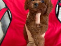 TÜY DÖKMEYEN SAĞLIK IRK KALİTE GARANTİLİ KÖPEKLERİMİZ