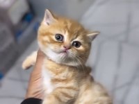 British shorthair golden arayanlara