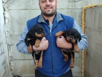 Rottweiler yavrular