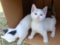 KEDİLERİN SON 1 AYLARI SONRASI YOK