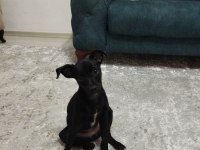 Minyatür pinscher