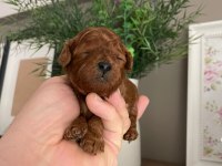 Toy poodle