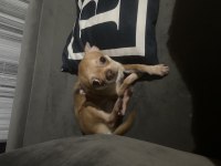 Chihuahua elma kafa