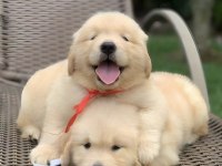 Dişi Ve Erkek Golden Retriever Bebeklerimiz