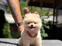 Pamuk Şekeri Pomeranian Boo