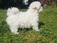 Ev doğumu maltese bebekler