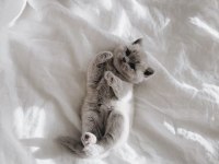 BEKLENEN İLAN AÇILDI A+ SAF KAN BRITISH SHORTHAIR YAVRULAR