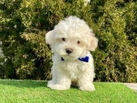Kaliteli Maltese Terrier Yavrularımız Dişi Erkek