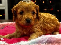 PİAZZA AVM PETSHOP GÜVENCESİYLE MALTİPOO