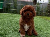 İZMİR BORNOVA TOY POODLE