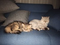 Güzel surat dişi yavru british longhair
