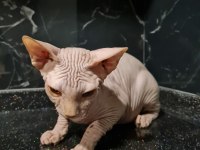 3 AYLIK YAVRU SFENKS KEDİLERİMİZE YUVA