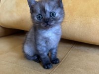 2.5 aylık british shorthair dişi