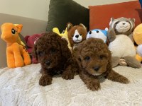 İki erkek kardeş poodle