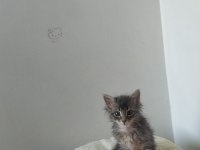 TAŞINMA NEDENİ İLE KEDİMİZİ SAHİPLENDİRİYORUZ
