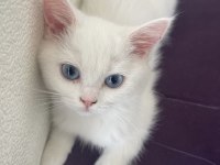 British longhair shorthair dişi ve erkek