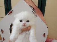 Scottish Fold Yavrularım