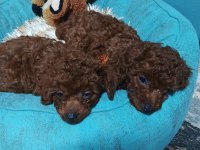 Korea kan erkek red Braun ırk garantili poodle