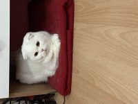 Scottish fold 3 yaşında