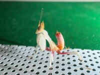 Orkide Mantis (Hymenopus Coronatus)