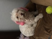 Acil Yuva Arıyoruz Köpeğimize