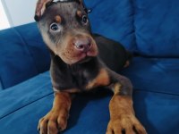 A kalite kızıl ve siyah doberman yavruları
