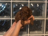 EV ORTAMINDAN RED BROWN TAM TOY POODLE BEBEKLER