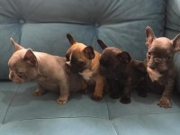 A kalite french bulldog yavrular