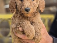 Giant (dev) poodle yavruları burkemden