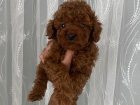 Kore Erkek Toy Poodle Bebekler