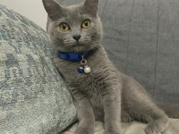 Tamamen Ücretsiz British Shorthair