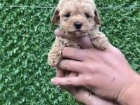 Kore kan teacup toy poodle