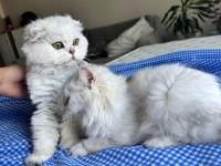 Kediler iyi bakabilecek bir aileye ücretsiz verilecektir