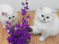British longhair arayanlara