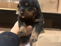 rottweiler yavru köpekler