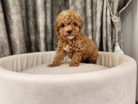 Ruhsatlı Köpek Çiftliğinden Maltipoo Yavrularımız